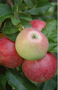 Fruit Tree – Apple Goodland